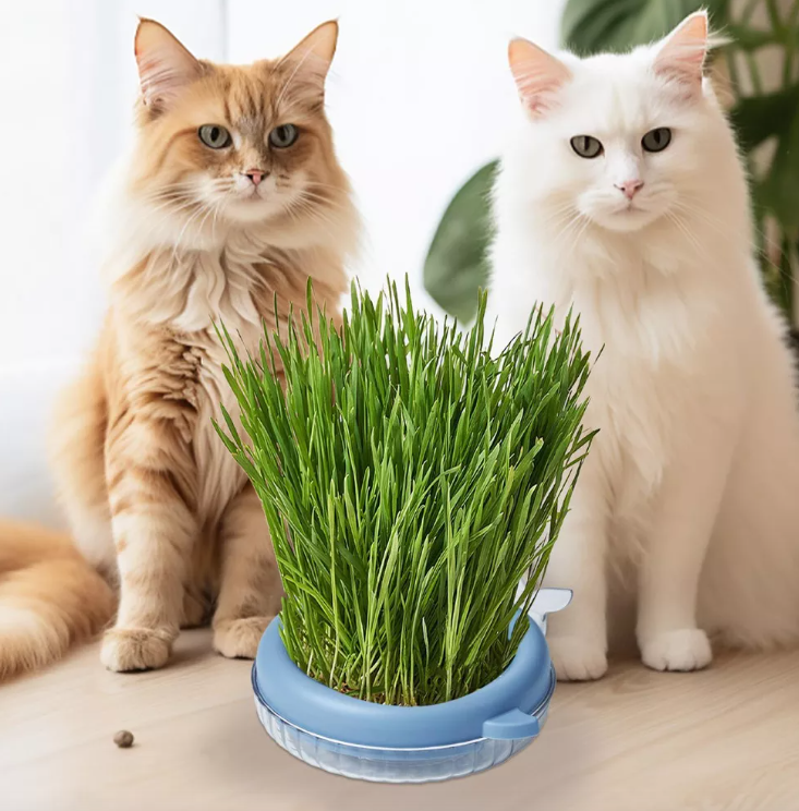 MACETERO HIERBA CULTIVO PARA GATO  CAJA